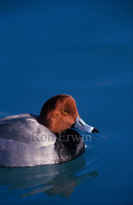 Redhead