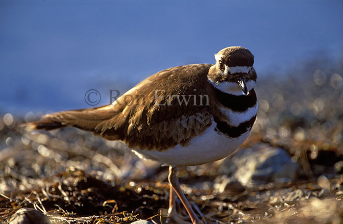 Killdeer