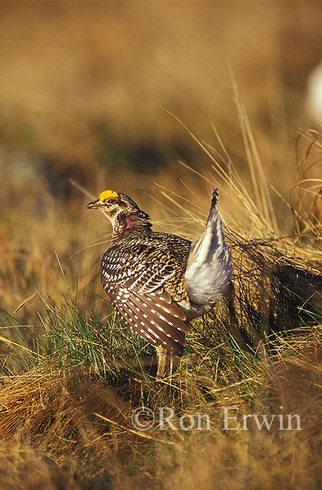 Sharp-tailed Grouse