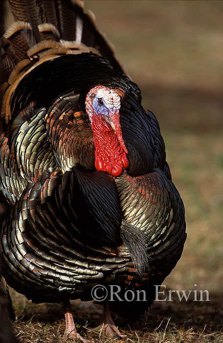 Male Wild Turkey