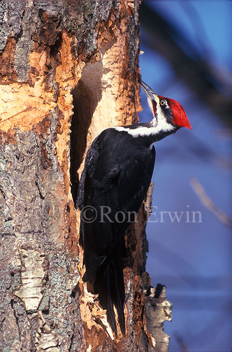 Pileated Woodpecker