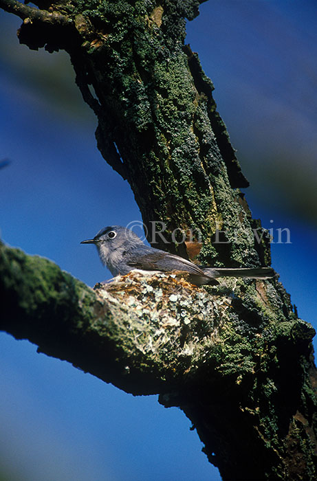 Blue-gray Gnatchacher on Nest