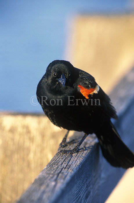 Red-winged Blackbird