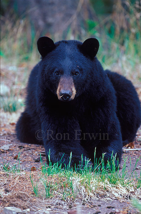 Black Bear