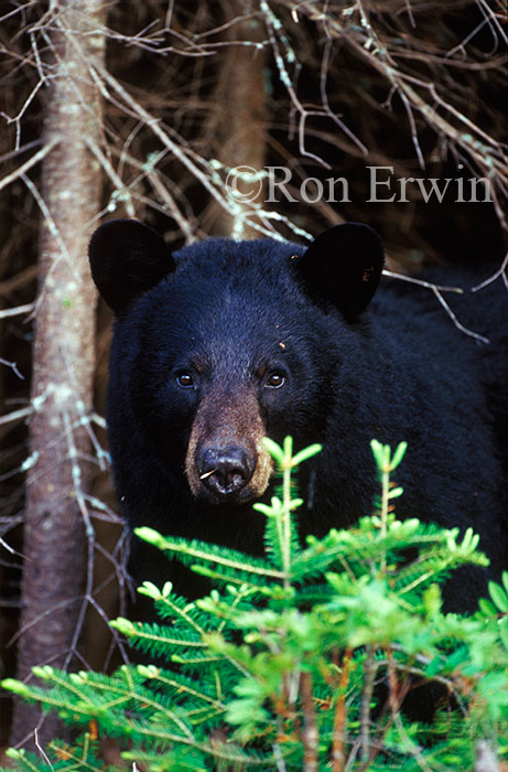Black Bear