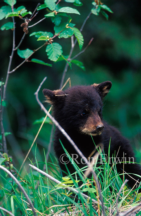 Black Bear Cub