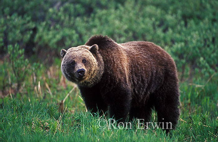Grizzly Bear