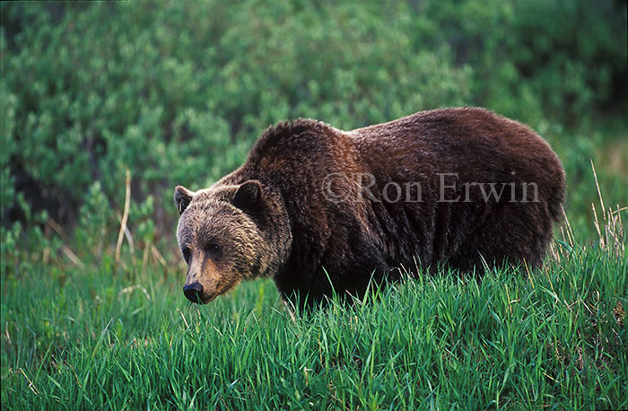 Grizzly Bear
