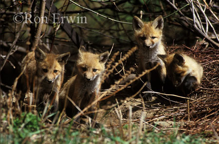 Fox Pups