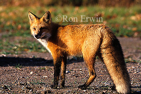 Red Fox