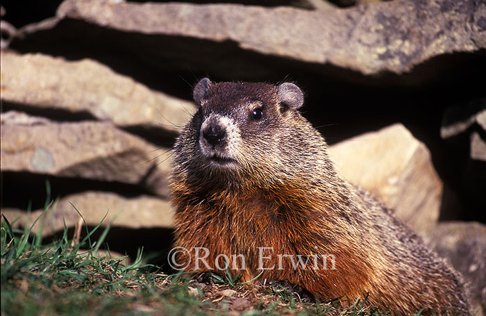 Groundhog