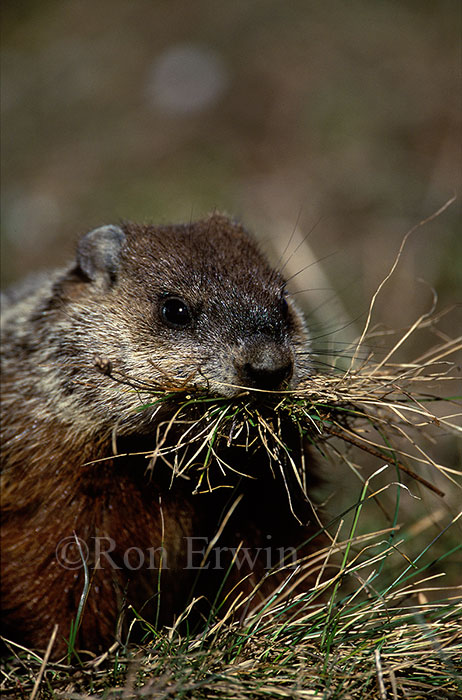 Groundhog
