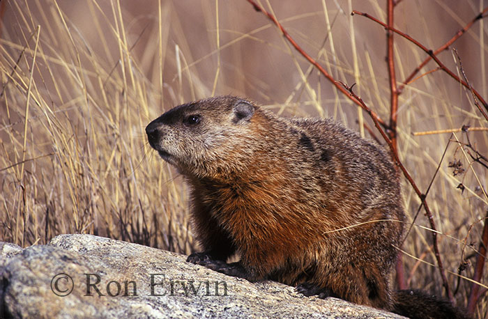 Groundhog