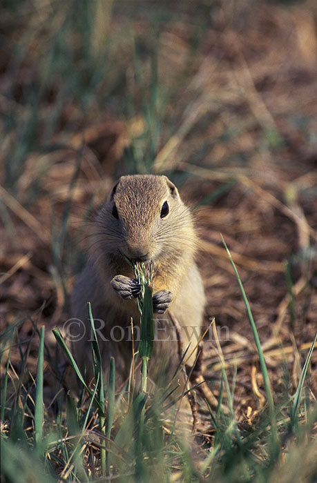 Foraging Gopher