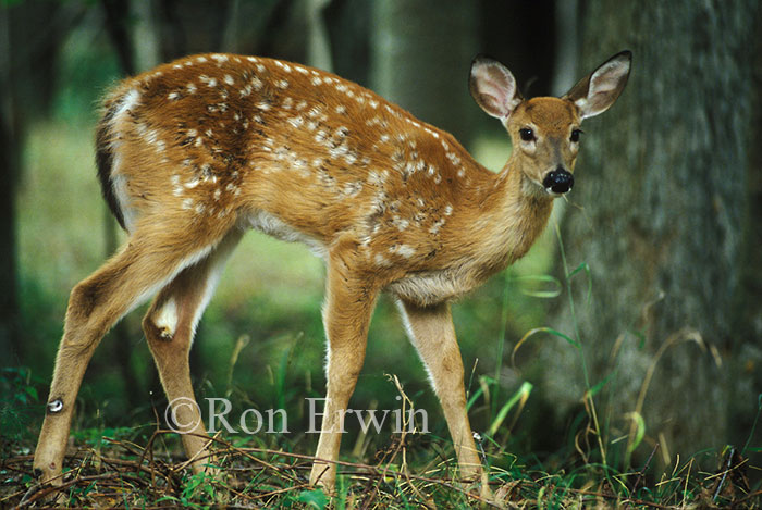 Deer Fawn