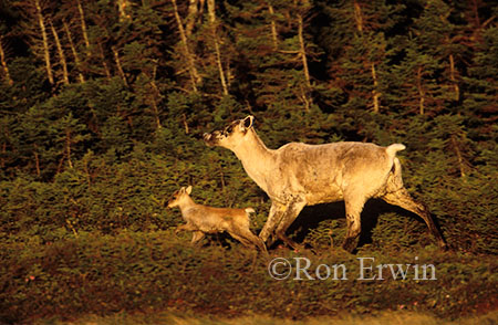 Caribou Cow and Calf