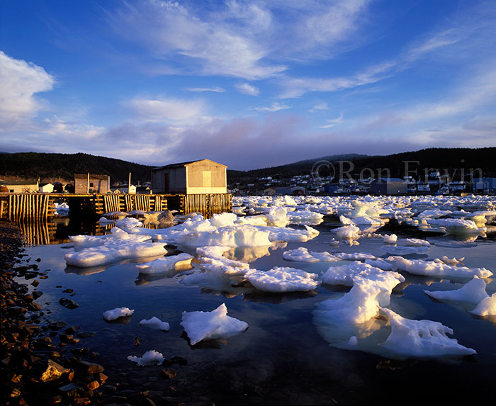 Ice Floes at La Scie, NL