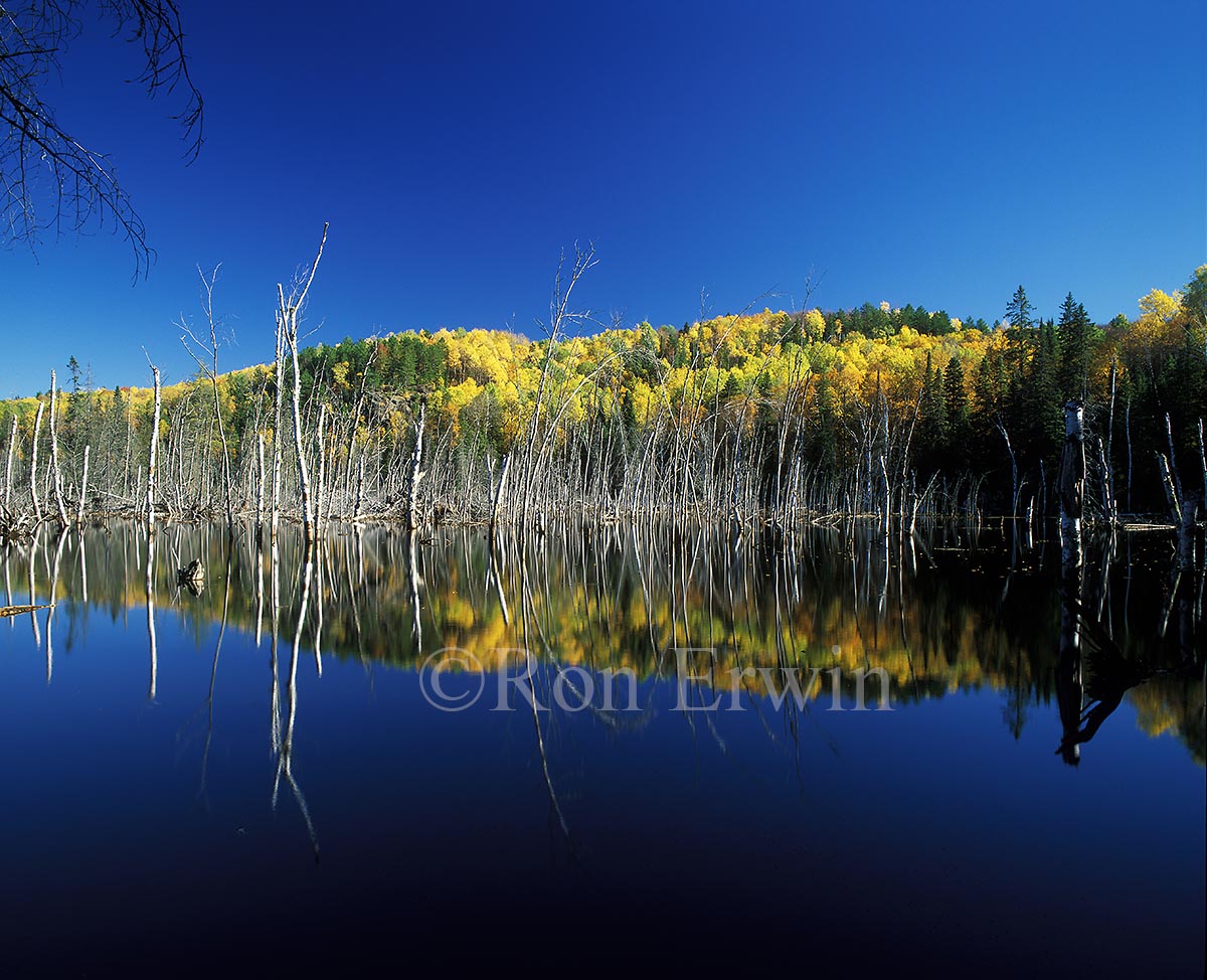 Algonquin Ontario Wetlands