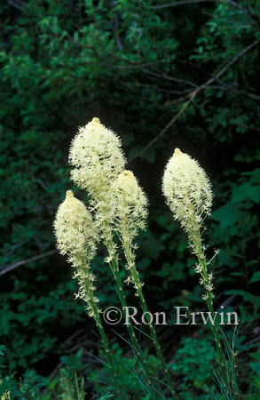Beargrass