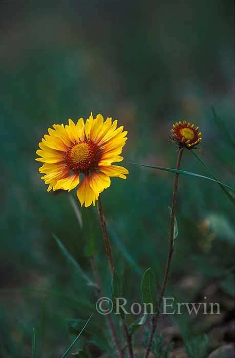 Blanketflower