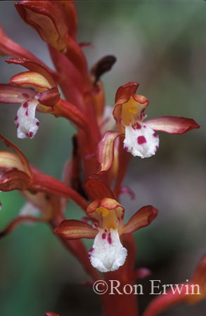 Spotted Coralroot