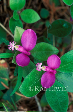 Fringed Milkwort