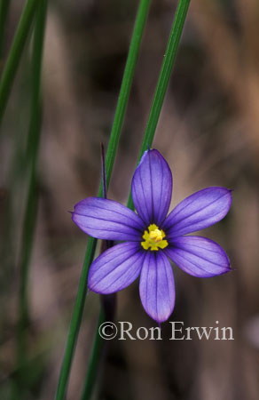 Blue-eyed Grass
