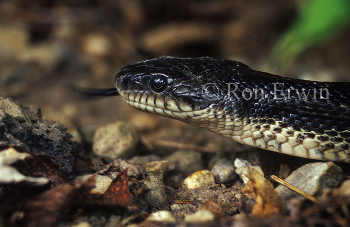 Gray Ratsnake
