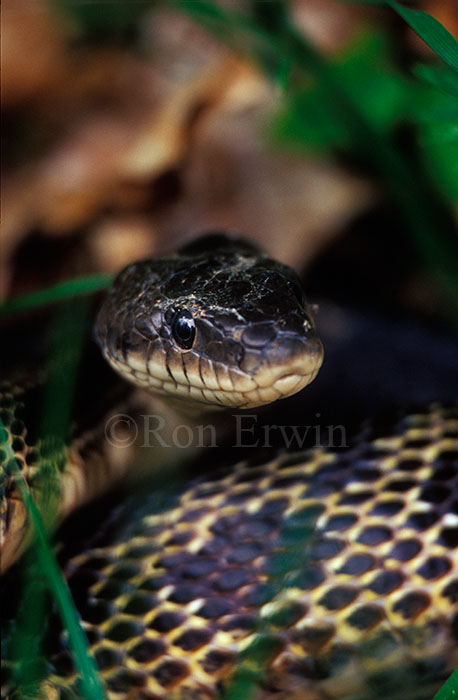 Gray Ratsnake