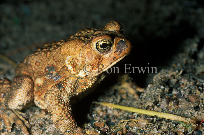 American Toad