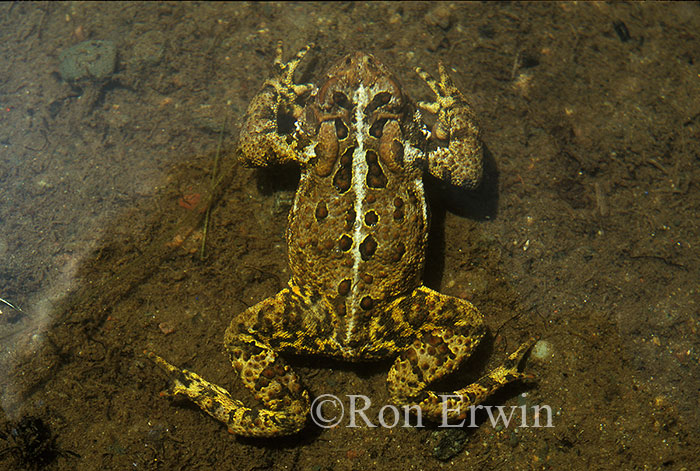 American Toad