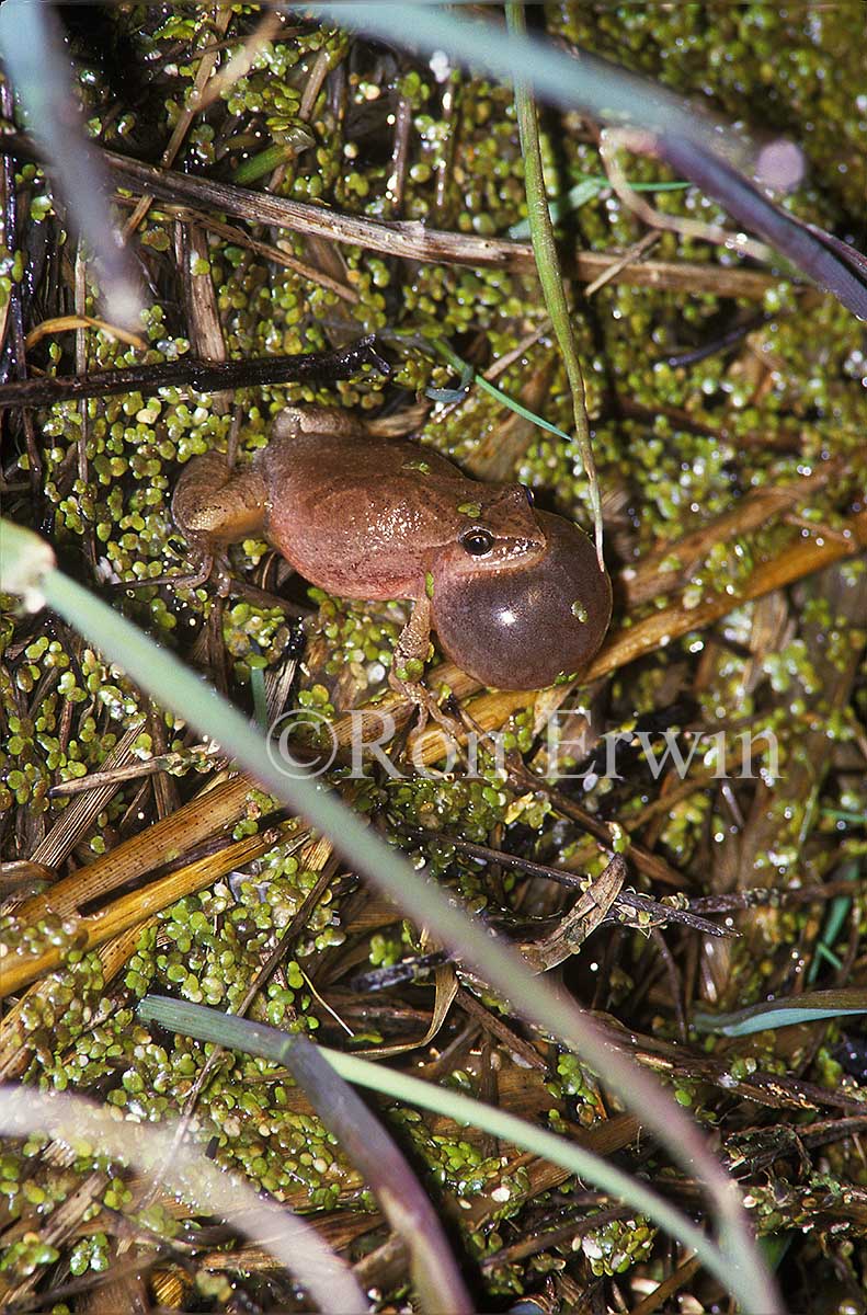 Spring Peeper