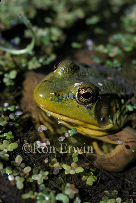 Green Frog