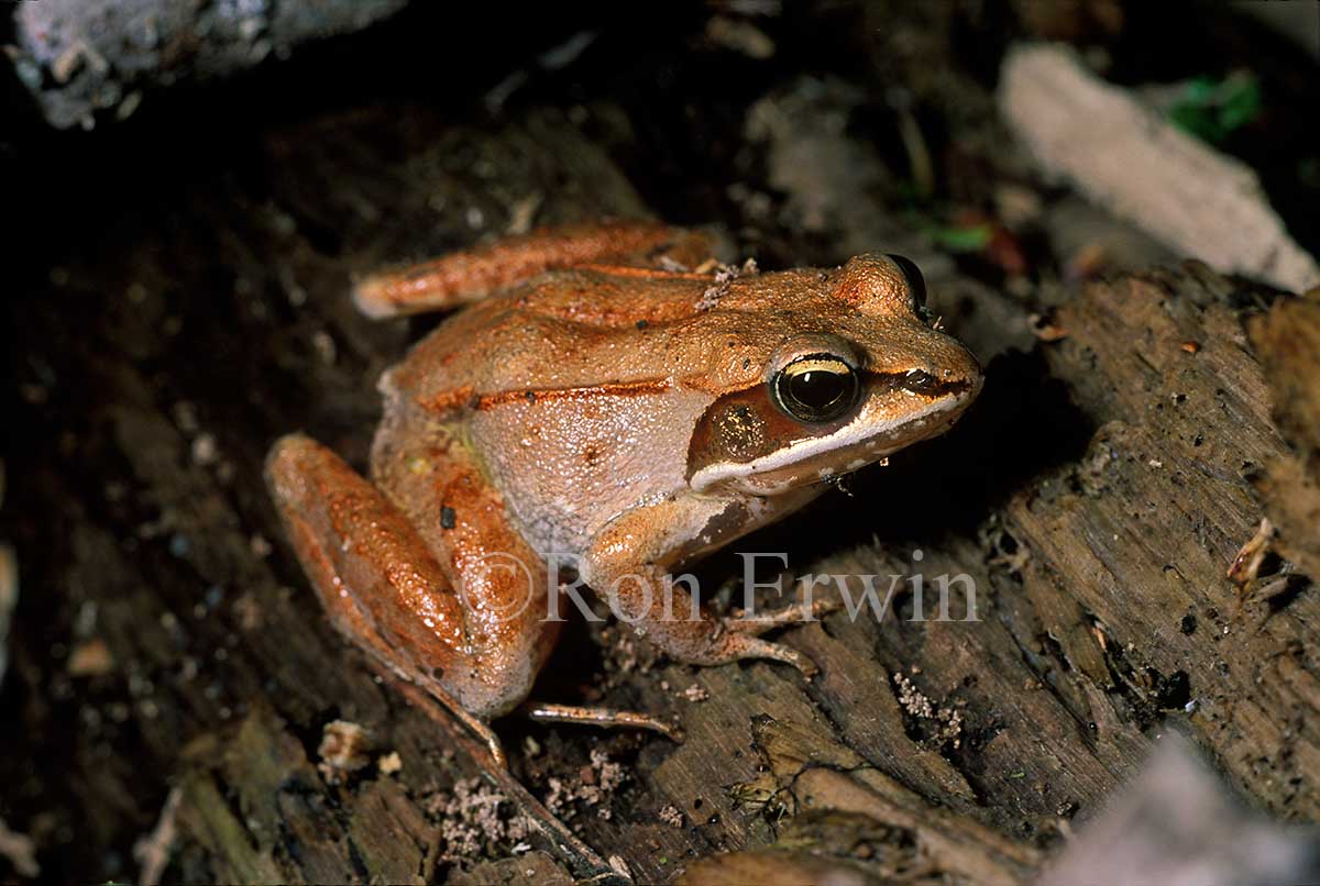 Wood Frog