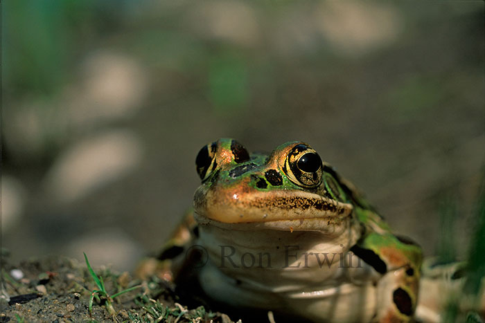 Northern Leopard Frog