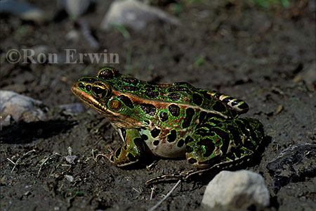 Northern Leopard Frog