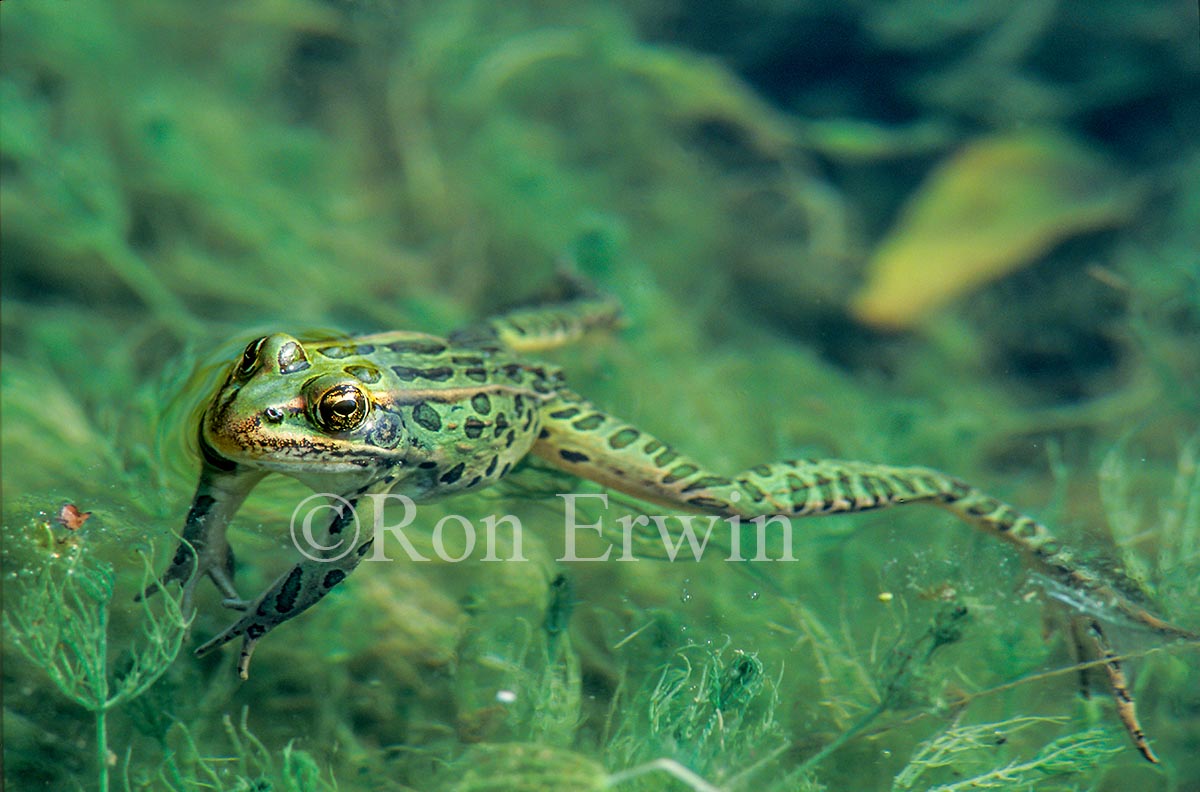 Northern Leopard Frog