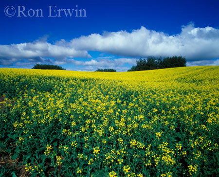 Canola Field